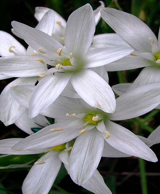 Terapias energéticas cuánticas